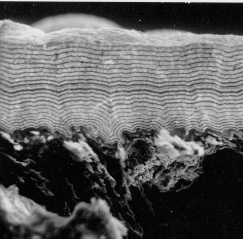 Tantalum Technology for Acid Corrosion Protection